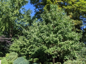 The younger ginkgo trees are planted on both sides of the footpath in this garden. The ginkgo is considered both a shade tree and an ornamental tree. It features a spreading canopy capable of blocking sunlight and adds visual interest and beauty to the landscape. The ginkgo grows to about 50 to 80-feet tall with a spread of 25 to 35-feet at maturity.