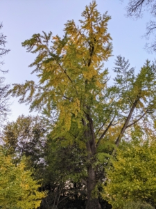 Here is the giant ginkgo tree in late October. This tree is a female specimen. Female ginkgo trees produce tan-orange oval fruits that fall to the ground in October and November.