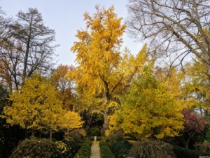 Here is the great ginkgo tree two weeks ago. It is still quite full, but its leaves are all bright golden-yellow. The smaller ginkgoes are also more yellow than green.