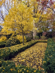 Inside the garden, the trees are sill full, but many of the leaves have already fallen to the ground in the beds and on the footpath. Ginkgoes are grown as hedges in China to supply the leaves for western herbal medicine. The leaves contain ginkgolides, which are used to improve blood circulation to the brain and to treat many cardiovascular diseases. It is usually Europe’s number one selling herbal medication.