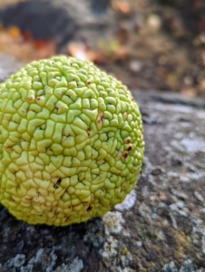 And although the trees did not fruit this year - some trees fruit every other year - these are Osage oranges. Have you ever heard of an Osage orange? The Osage orange, Maclura pomifera, is actually not an orange at all, and is more commonly known as a hedge-apple, horse-apple, or mock-orange. Each one is about four to five inches in diameter and filled with a dense cluster of hundreds of smaller fruits - some say it even resembles the many lobes of a brain. For the most part, the Osage orange is considered inedible because of its texture and taste, but they're very interesting and fun to grow.