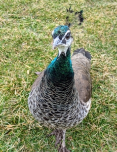 Here is a curious female - coming up to see the camera. Female peafowl are more dull brown in color.