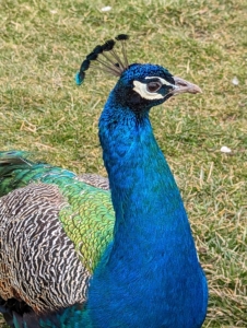 Both male and female peafowl have a fan-shaped crest on their heads called a corona. It may take up to one year for a corona to reach full size.