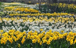 This is one section of my long daffodil border in spring. It stretches down one side of my farm and erupts with gorgeous swaths of color every year.