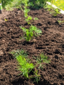 We also grew dill. Dill, Anethum graveolens, is an annual herb in the celery family Apiaceae. It is native to North Africa, Iran, and the Arabian Peninsula. Dill has a distinctive taste which is likened to fennel and celery. Closely related to parsley, its fresh aroma is popularly used with fish and seafood dishes.