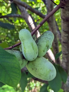 The taste of a pawpaw is a mix of mango-banana-citrus all in one. It’s a big favorite for some here at the farm. We all enjoyed a nice bounty of these fruits a few weeks ago.