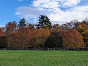 The various layers of the trees around the farm are so eye-catching. I planted many different types of trees in hopes that they would shade, provide climate control, and change color at different times, in different ways. It’s so beautiful to see them change through the seasons.