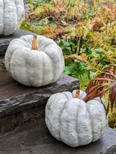 These pumpkins are on the steps of my Tenant House, where my daughter and grandchildren stay when they visit. After displaying the pumpkins in the fall, one can scoop out the large hull-less seeds, which are delicious roasted or save them for planting next year.