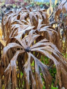Some of the outdoor plants also look holiday appropriate. This is Syneilesis – a tough, drought-tolerant, easy-to-grow woodland garden perennial commonly called the shredded umbrella plant because of its narrow, dissected leaves that cascade downward like an umbrella.