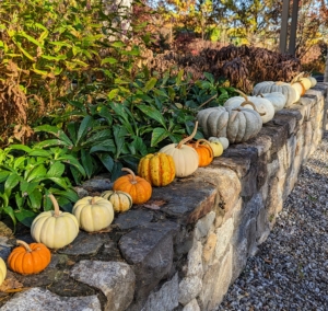 We lined dozens of pumpkins along the front stone wall also – I love this palette of fall colors.