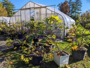 Outside the hoop house is my collection of fig trees. Figs, Ficus carica, are members of the mulberry family and are indigenous to Asiatic Turkey, northern India, and warm Mediterranean climates, where they thrive in full sun. These trees will also be kept in the citrus house.