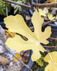 The chill of fall signals to figs that it's time to go dormant. Dormancy is vital to many fig species and a perfectly normal part of their life cycles. Yearly, leaves will change color and drop — and then new leaves will emerge in spring.