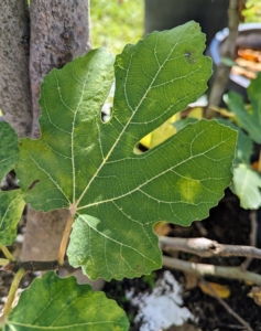 The fig tree has been sought out and cultivated since ancient times and is now widely grown throughout the world, both for its fruit and as an ornamental plant. Most fig tree leaves are bright green, large, singular, and well-lobed.