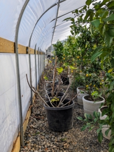 Once ready, they are lined up on this side of the hoop house where they will stay until spring.