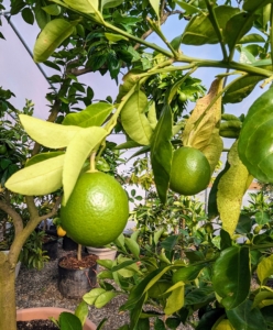 These are growing oranges. Most citrus fruits are harvested in winter. These will be ripe for picking around February, when they are also bright orange in color.