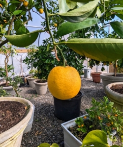 This is Citrus sinensis ‘Parson Brown’ – known for its cold tolerance, often surviving to the upper teens. The fruit was one of the leading sellers in Florida until around 1920. They’re large, very juicy with a mild sweet flavor.