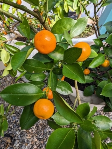Calamondin is also known as kalamansi, Philippine lime, or Philippine lemon. It is native to the Philippines, parts of Indonesia, Malaysia, and Brunei, as well as parts of southern China and Taiwan.