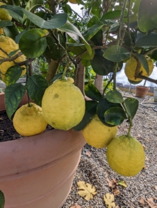 In the front of the house is this citrus limon ‘Ponderosa’ or ‘The American Wonder Lemon.' This plant produces a thick mass of highly fragrant flowers, which become tiny lemons. Those lemons get bigger and bigger, often up to five pounds!