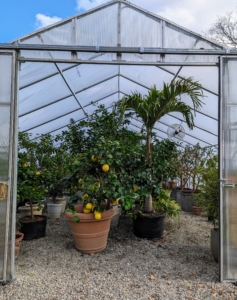 To simulate the best subtropical environment, we try to keep the temperature in this greenhouse between 60 and 80-degrees Fahrenheit with some humidity. These citrus plants, my figs, and other tropicals are now safely stored for the cold season ahead. This week is expected to be chilly - we got them all in just in time.