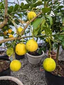 These are more mature lemons. Dwarf citrus trees require at least eight to 12 hours of full sunshine and good air circulation to thrive. I am fortunate to have these hoop houses to keep my citrus collection in excellent condition.