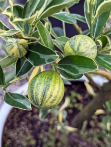 This is Citrus limon ‘Pink Lemonade’ – it produces fruits with pink flesh, and little to no seeds. The fruit grows year-round, and is heaviest in late winter through early summer.
