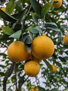 It takes some time to grow grapefruits. Grapefruits take six months to a year to ripen in hot, humid climates; in relatively cooler regions, grapefruits can take 14 months and even as long as 18 months before they are ready to pick.