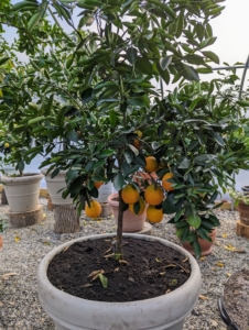 I also have a couple grapefruit trees. As many of you know, grapefruit is a subtropical citrus tree known for its relatively large, sour to semi-sweet, somewhat bitter fruit.
