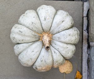 As you know, pumpkins are cucurbits, members of the Cucurbitaceae family, which also includes squash, gourds, cucumbers, watermelons, and cantaloupes.