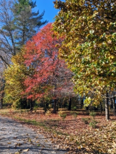 This time of year, with the cooler temperatures and shorter days, hormones in the trees are activated to begin the leaf falling process. Chlorophyll production stops and the green pigment degrades, revealing bright reds and yellows.