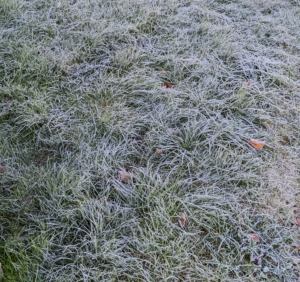 Here's a closer look at the frost covered ground. Frost is essentially the layer of ice crystals that form from water vapor on an area cooler than 32-degrees Fahrenheit.