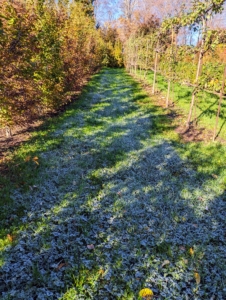 Here is another pathway covered in a thin layer of ice. Frost dates are based on historical data compiled by the US Department of Agriculture. We always pay close attention to the forecasts around this time, so we know when the first frost may come. The probability of frost or freeze is largely affected by an area's elevation, the direction of sunlight, and other topographical factors.