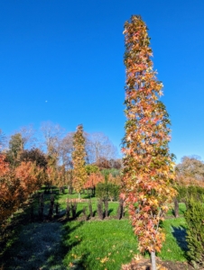 This tree on the right is one of several Liquidambar styraciflua ‘Slender Silhouette’ trees, American sweetgums, planted in my maze. As these trees mature, they will maintain their erect, columnar form, growing up to 50 feet tall and only about four-feet wide.