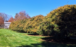 Here are the weeping hornbeams, Carpinus betulus Pendula, on one side of my “soccer field” where my grandson plays whenever he visits. The branches of these trees gracefully weep creating an umbrella of foliage that reaches the ground. Look closely, the leaves are changing – the foliage turns a bright yellow color in fall.