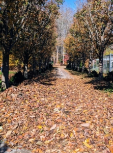 Here is the older allée of lindens outside my stable. My outdoor grounds crew has begun the task of blowing all the many leaves that have fallen to the ground.