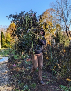 Here's Brian cleaning the dahlia bed. We had our first frost this week. Dahlias are not frost hardy, so when temperatures plummet the leaves and remaining blooms collapse and brown.