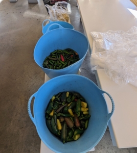 Any leftover vegetables in the outdoor gardens are harvested for both me and my hardworking team. We put buckets of fresh peppers and beans on the lunchroom tables for anyone who wants them.