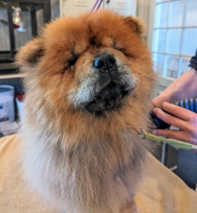Here is Empress Qin after her bath already on the table getting dried. If one chooses to use a hair dryer for humans, always put it to the no-heat setting. Never use high heat on a dog’s coat. Dogs are much more sensitive to external heat than humans are and have a far more difficult time dissipating heat.