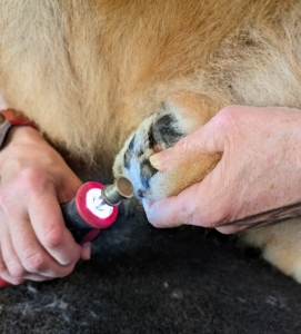 She also files her nails using a Dremel, so they are smooth. Some dogs may be afraid of the filing sounds, so be sure to always properly introduce any grooming tool slowly with lots of encouragement and praise. The sound of the Dremel doesn't bother Qin at all.