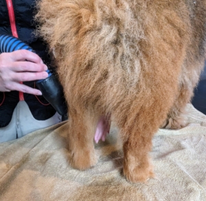 Here, Carrie dries Han's hind quarters and "pants," or the long hair on the dog's hind legs. These specially made dog hair dryers are essential. They do not really dry a dog’s coat by heat, but instead blast the water out of the fur. The high speeds also help remove the loose fur in their undercoat, which lessens shedding.