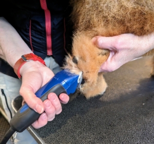 Carrie trims the fur under Han's feet. Doing this gives a dog better footing. The hair can grow quickly between and under the pads. She does this very carefully with the electric grooming clipper.