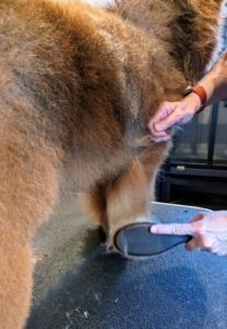 She also uses this time to inspect Han for any ticks, fleas, or possible skin irritations. She looks at the skin closely as she brushes his coat.