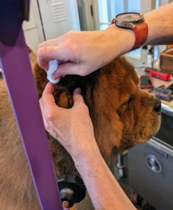 Finally, a good ear cleaning. My Chows are in perfect condition - in part because they are groomed and checked frequently and regularly.