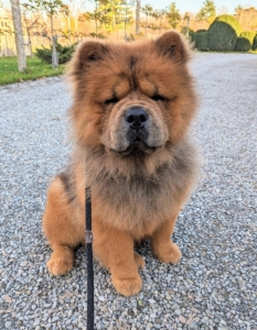 And here is my handsome Emperor Han - what a good boy. According to the breed standard, Chows must have a lovely thick mane, with small rounded ears, giving it the appearance of a lion when all grown up.