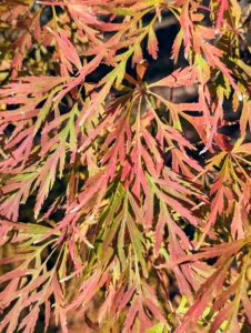 Leaf color best develops when nighttime temperatures remain above freezing but below 45-degrees Fahrenheit. A sudden cold snap could turn the leaves more plum-brown seemingly overnight, skipping the vibrantly red stage altogether.
