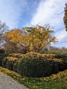 And here is the southeast ginkgo tree - mostly yellow.