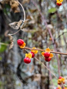 All parts of bittersweet are poisonous, but songbirds, ruffed grouse, pheasant, and fox squirrel eat the fruits.