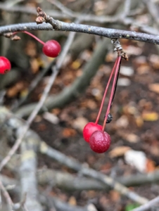 Looking closely, one can see the Sargent crabapple berries. The Sargent crabapple, Malus sargentii, is a dwarf fragrant, showy shrub with bright red berries. While these fruits are edible, they are also quite tart and are generally not consumed raw.