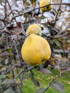 Are you familiar with quince? Quince is a fall fruit that grows like apples and pears, but with an unusually irregular shape and often gray fuzz. These fruits turn a golden yellow when ready to pick in fall. The quince trees are all bare, but a few fruits remain.