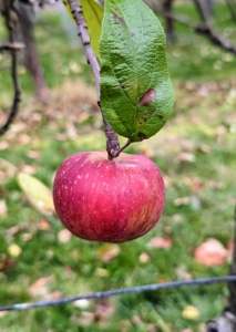 And of course, we still have a few late season apples on the trees. This one is hanging from my apple espalier outside my Winter House. What fruits do you still see where you live? I hope you can take some time to appreciate some of nature's offerings, even if some of them are not for eating.