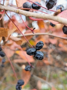 In late September, small, striking, blue-black berries appear on the tree. These are technically edible but quite sour - the birds love them.